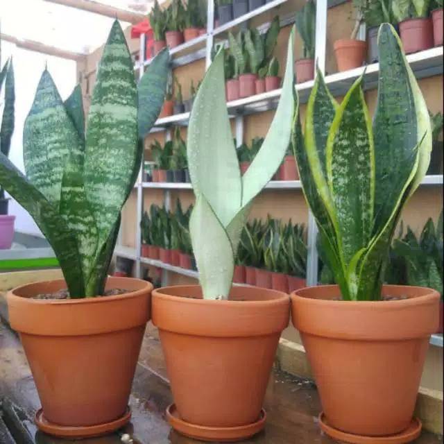 Paket 3 jenis tanaman sansevieria - sansevieria superball - moonshine - sansevieria superball hijau