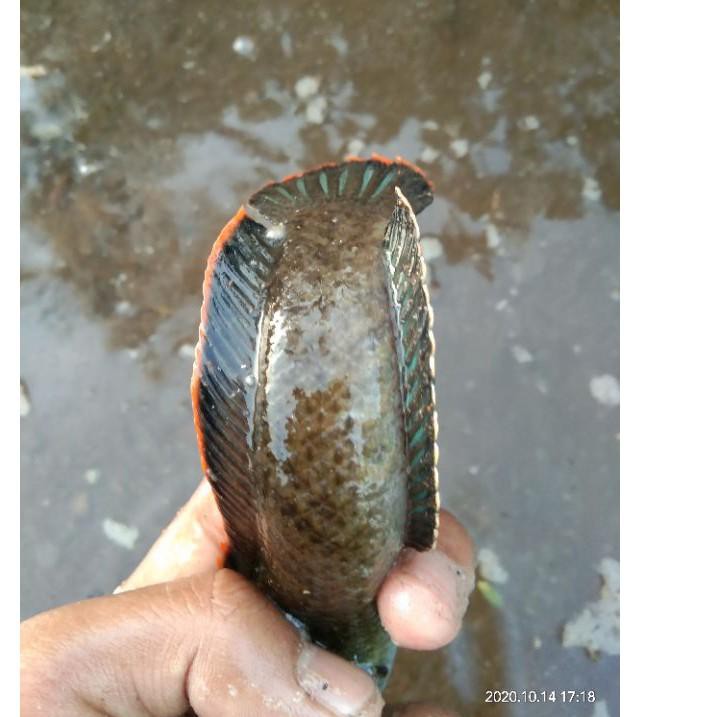 

Diskon Flash ikan channa gachua