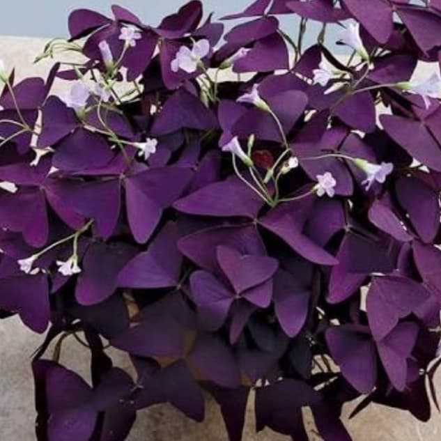 Jual Tanaman Hias Bunga KupuKupu Calincing Ungu Oxalis Triangularis