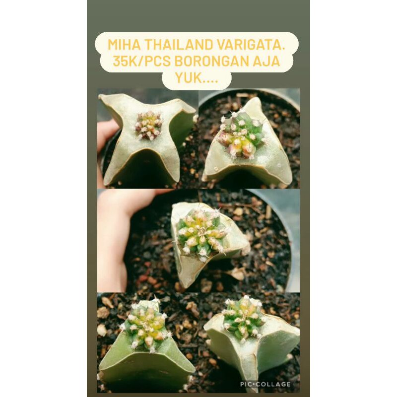 Kaktus Gymno Miha Thailand Varigata/G. Miha V. Filadelfiense Grafting 5pcs [PESANAN OM AGUS SALIM]
