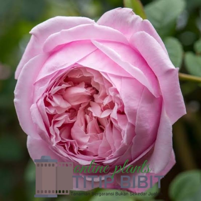 Tanaman Bunga Mawar Spirit of Freedom Dewasa Berbunga Import Rose