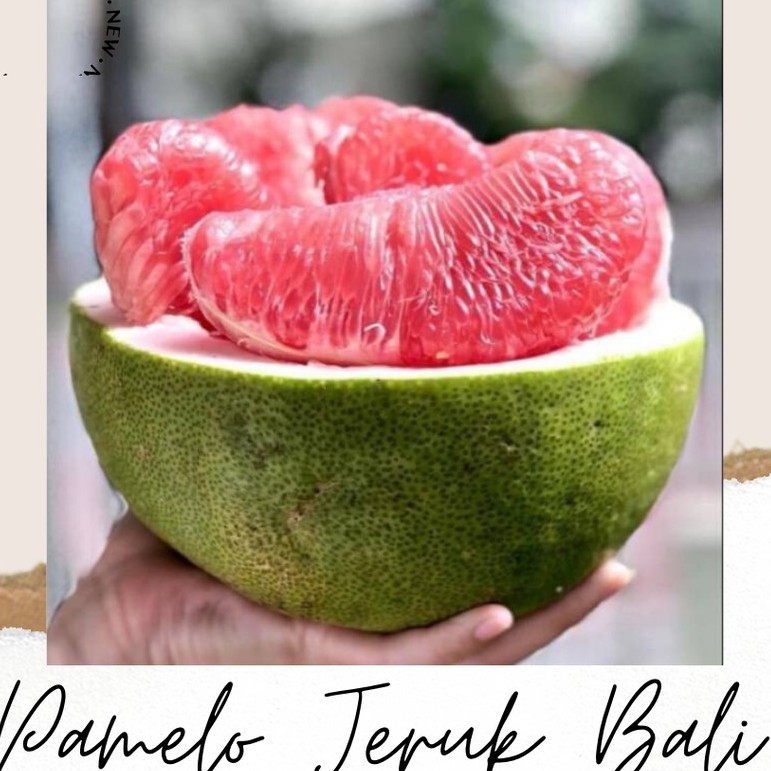 Pamelo Jeruk Bali 1kg