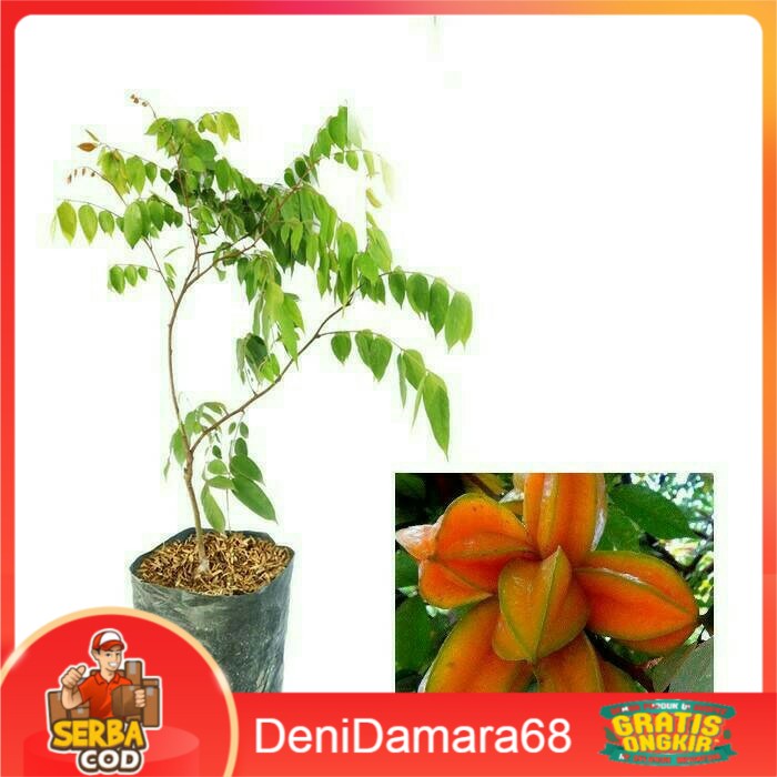 Bibit Belimbing Madu