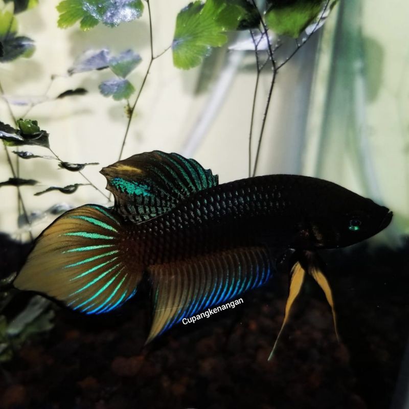 

Wildbetta Splendens Yellow SpadeTail