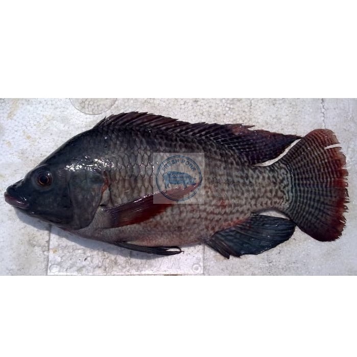 

NILA HITAM SEGAR - FRESH BLACK NILE TILAPIA FISH