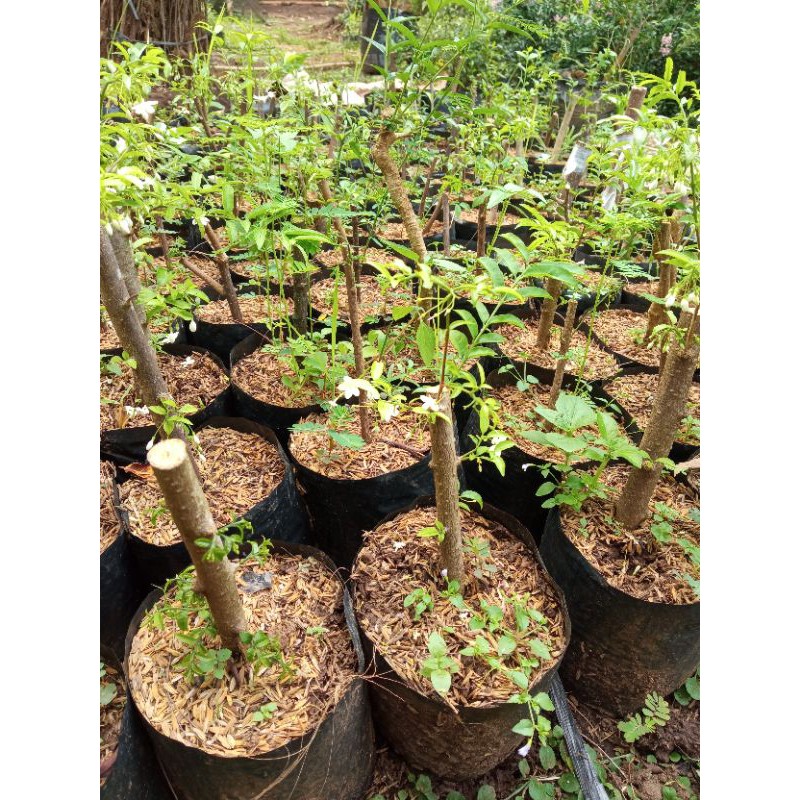 Anting Putri (Stek Batang)