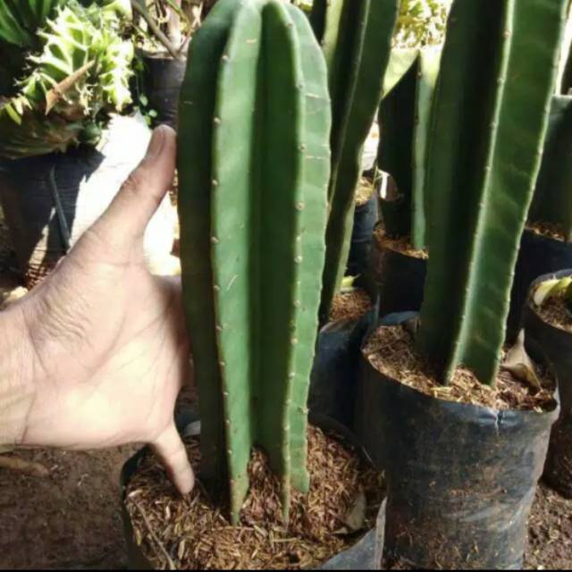 Tanaman hias kaktus belimbing - kaktus koboi - tanaman hias kaktus