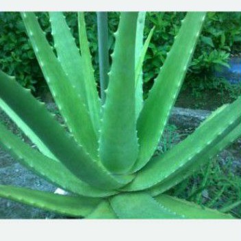 Bibit lidah buaya jumbo Pontianak (aloevera)