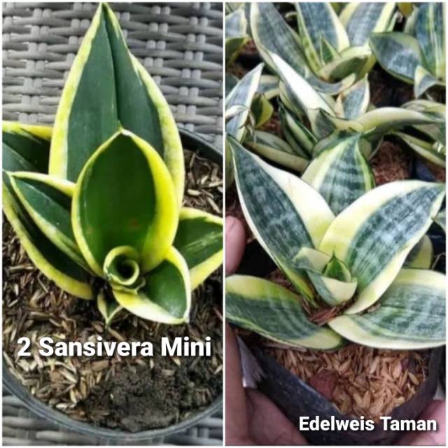 Paket 2 Jenis Sansivera Mini/Sansivera Gold/Sansivera Pagoda