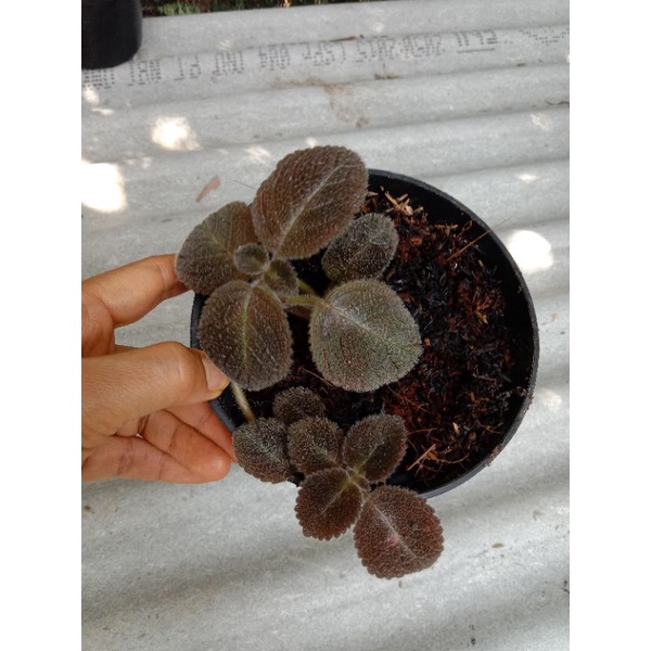 Tanaman Bunga Episcia Import Chocolate Velour Tanaman Bunga Episcia Chocolate Velour