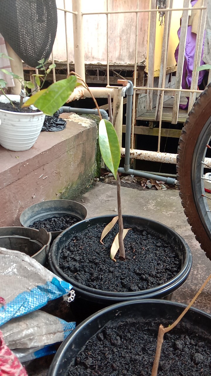 Bibit Durian Musangking