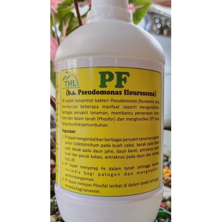 [FREE ONGKIR] Obat Busuk Rimpang Jahe, Layu Bakteri pada Cabai (Pseudomonas Fluorescens) (PF)