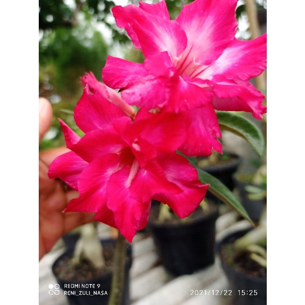 Original Adenium bunga tumpuk