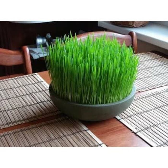 Bibit Benih Wheat Grass Rumput Biji Gandum CatGrass Cat 25g 50g 100g WheatGrass Kesehatan