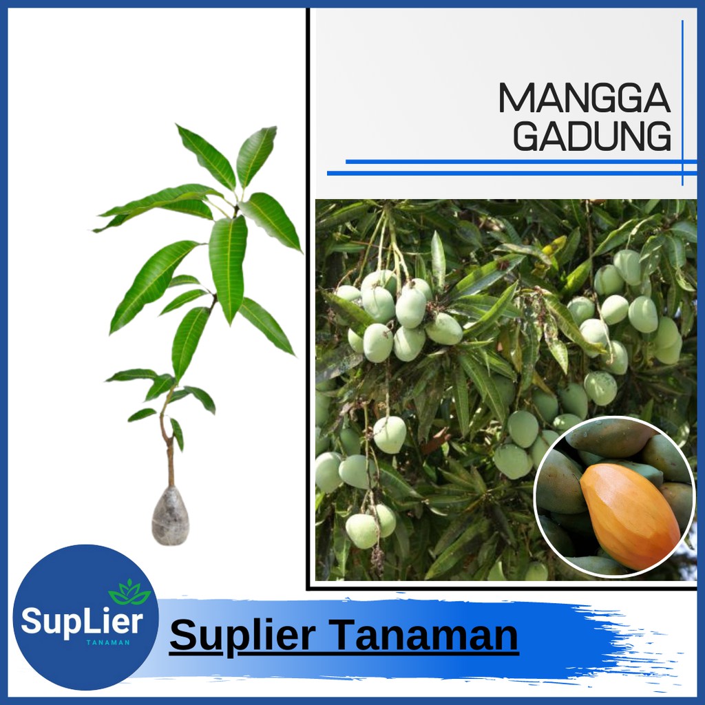 Bibit Tanaman Buah Mangga Gadung