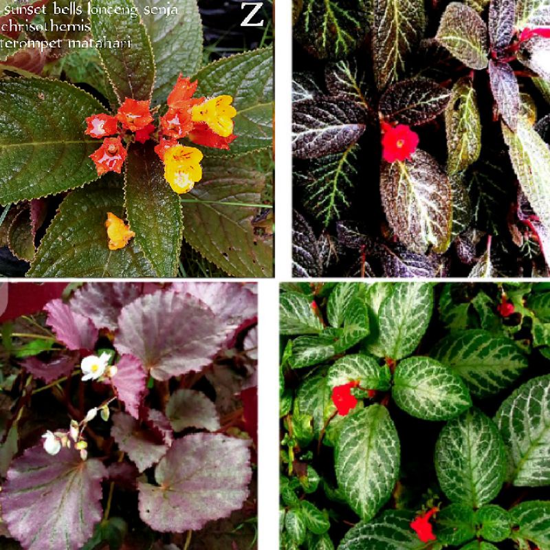 Tanaman Bunga Gantung Episcia hijau coklat Ungu Begonia Merah pink Lonceng Senja