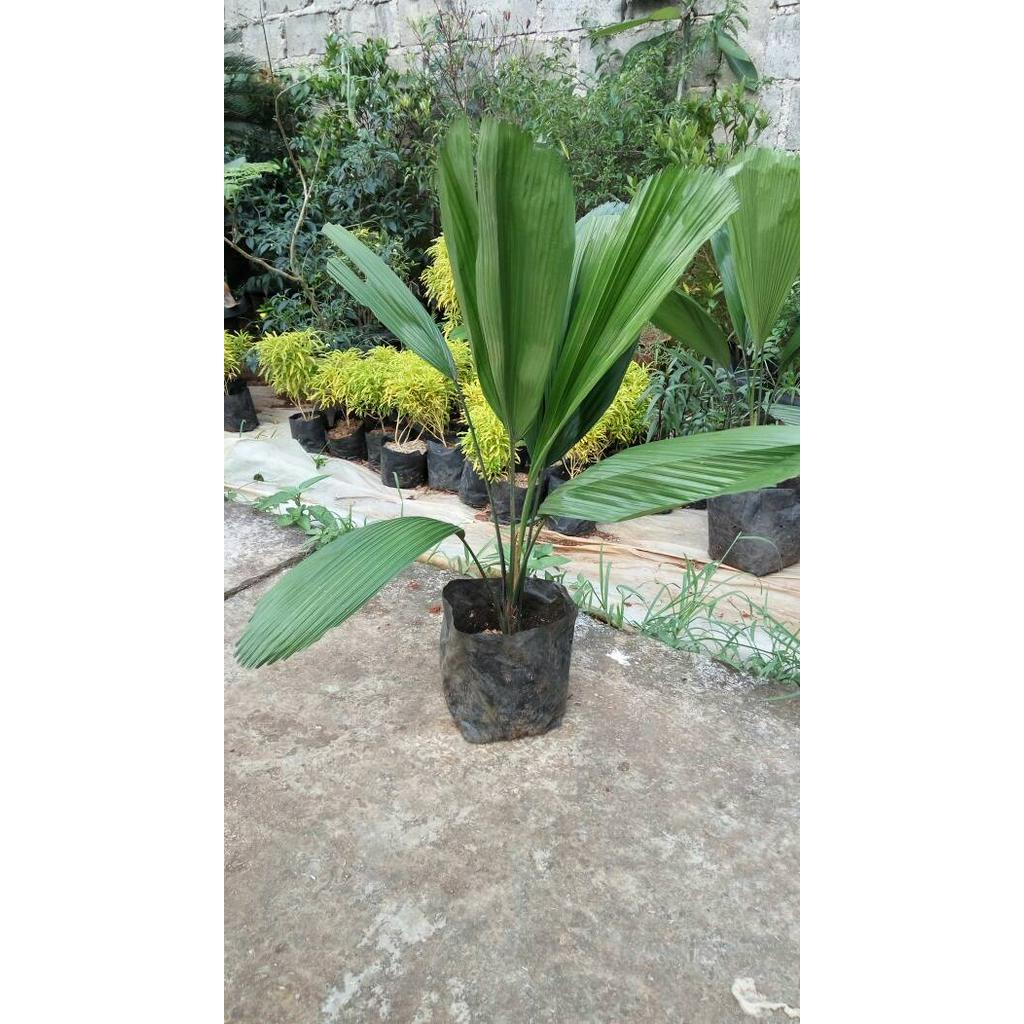 Jual Pohon Palem Kol | Pohon Palem Kipas | Pohon Palem