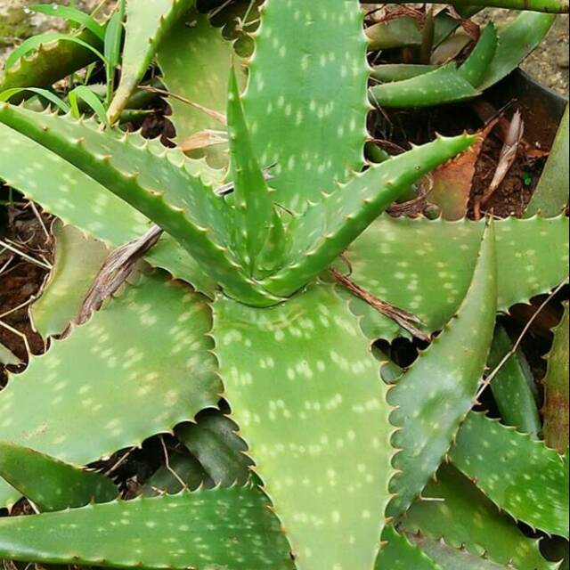 Jual Tanaman Lidah Buaya | Shopee Indonesia