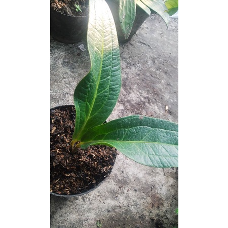 jemani obor batang merah split