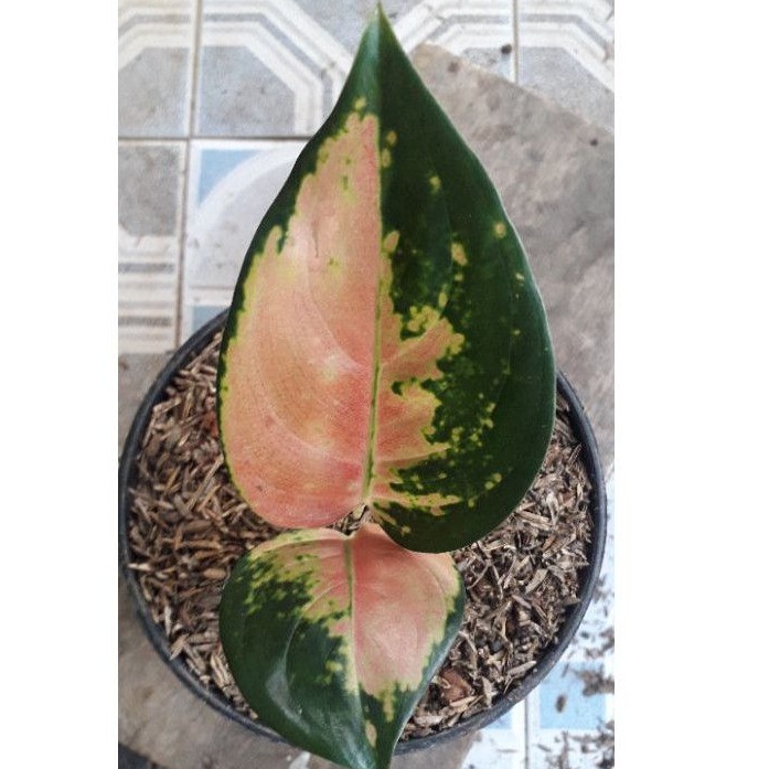 AGLONEMA SULTAN BRUNAI / TANAMAN AGLONEMA SULTAN BRUNAI / BUNGA AGLONEMA SULTAN BRUNAI