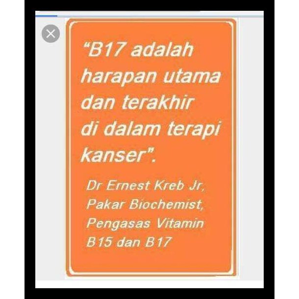 

GRATIS ! Biji aprikot pahit organik / Bitter apricot kernel organic Hunza