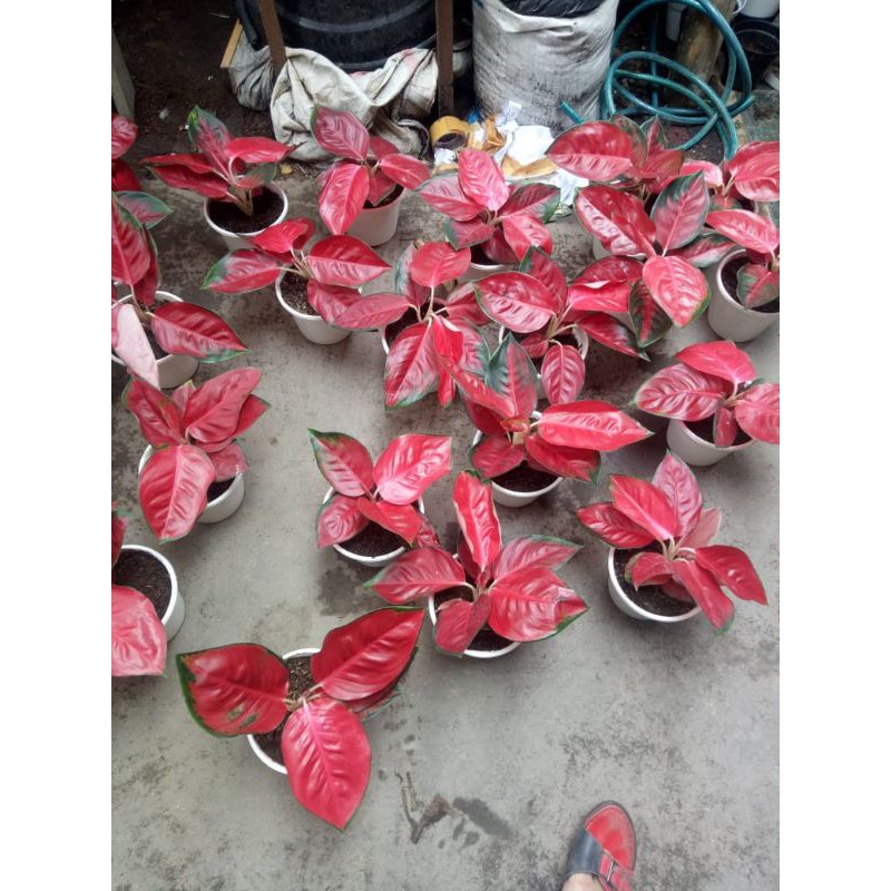 Aglonema Suksom Merapi