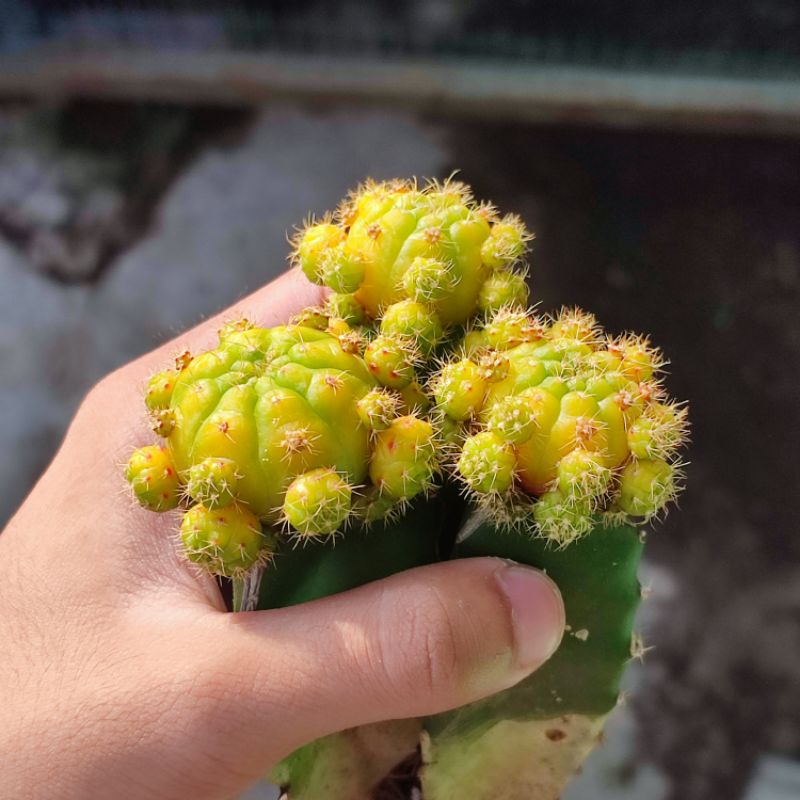 Kaktus Gymnocalycium damsii variegata graft cluster