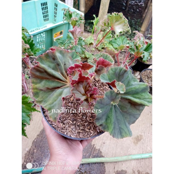 begonia keong merah