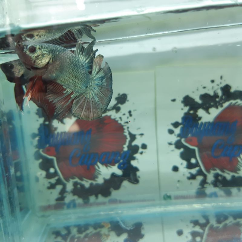 

bettafish