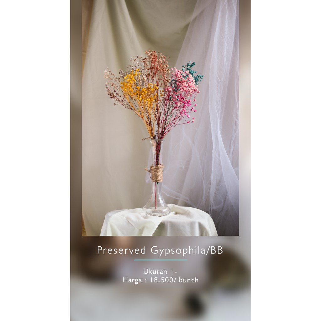 DRIED FLOWER - BUNGA KERING - PRESERVED GYPSOPHILA - BABY'S BREATH