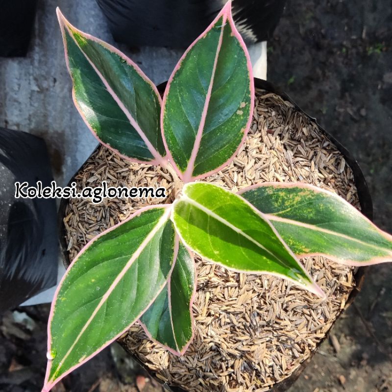 Aglonema Lipstik Puding