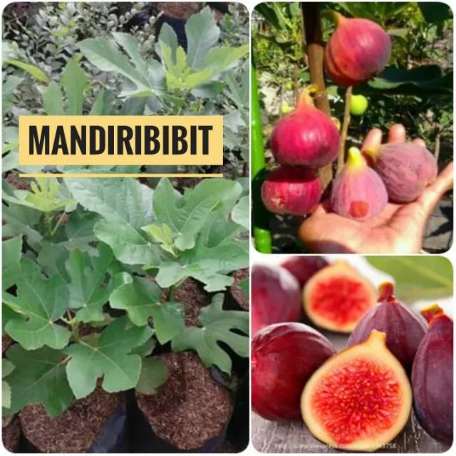 Bibit buah tin merah