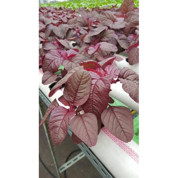 2000 Biji - Benih Bayam Merah BENIH BIBIT BAYAM MERAH F1 BENIH BAYAM MERAH HIDROPONIK