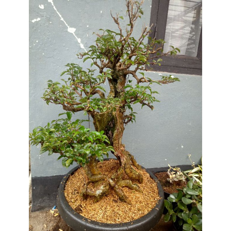 bonsai bugenvil (bunga kertas)