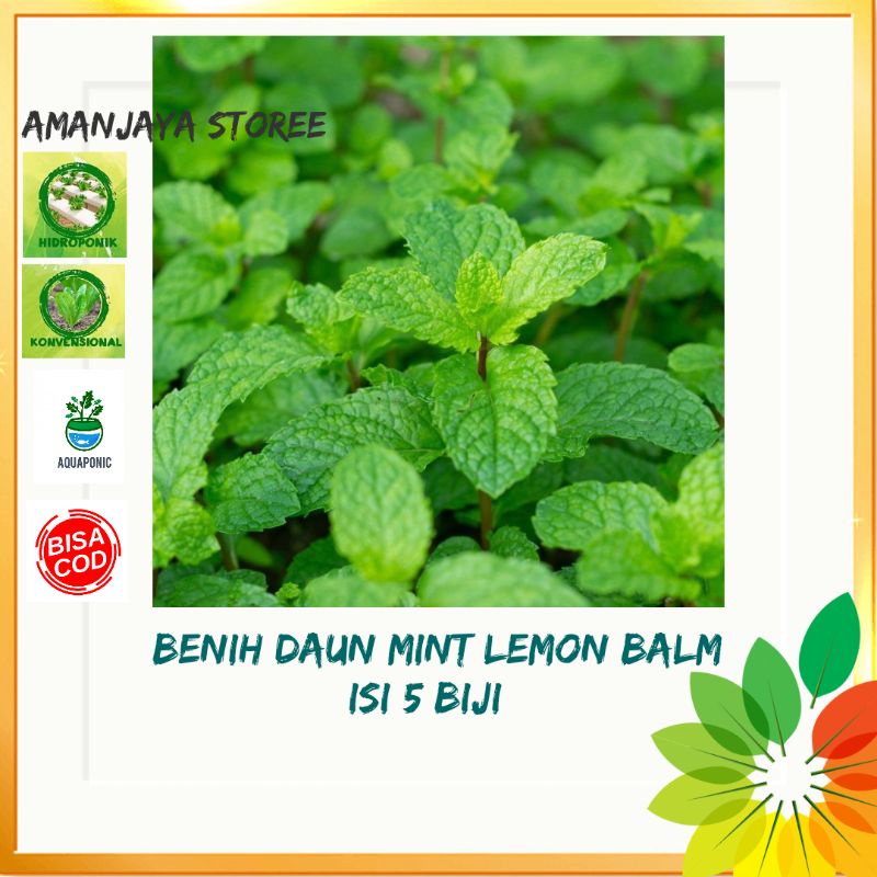 Benih DAUN MINT LEMON BALM tanaman herbal bibit sayuran