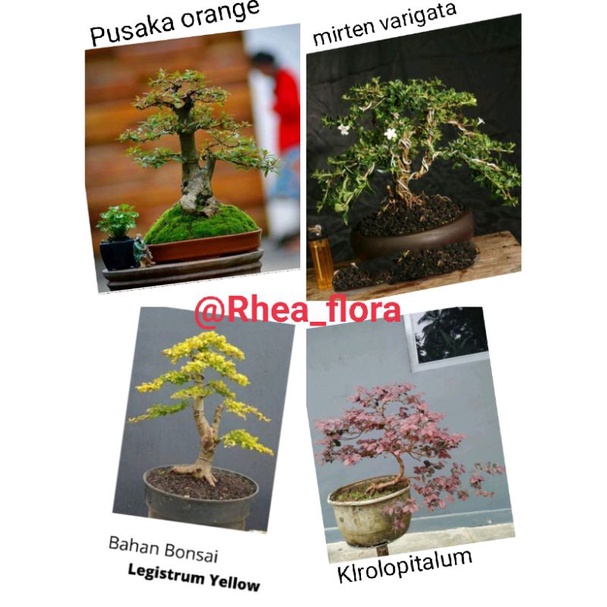 4 in 1 Bahan Bonsai tanaman pusaka orange - mame mirten - Roropitalum - Legistrum yellow