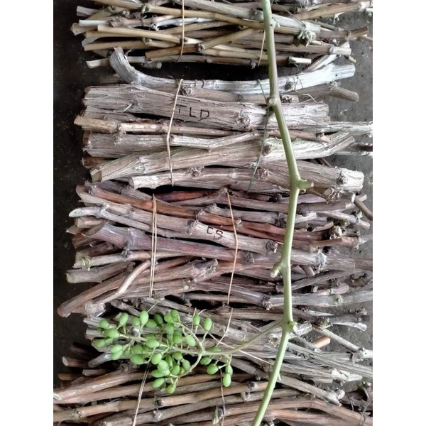 Cutting Anggur Import