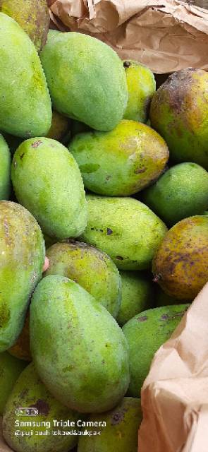 Mangga harum manis