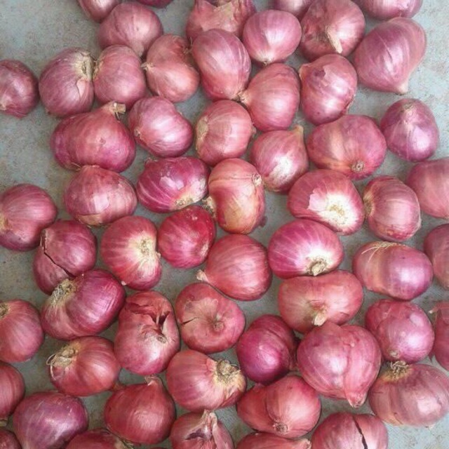 

Bawang merah Garut 1kg