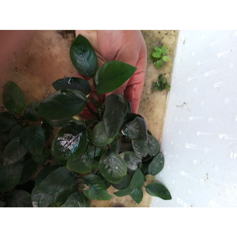 anubias nana indukan mp darat emersed ~ tanaman air akuarium aquascape paludarium