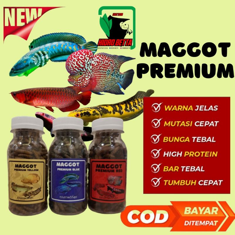 Maggot Premium Red Blue Yellow Pakan Ikan Channa Maru Yellow Sentarum Auranti Limbata Pulchra