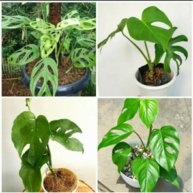 paket 4 tanaman hias phillodendron + janda bolong