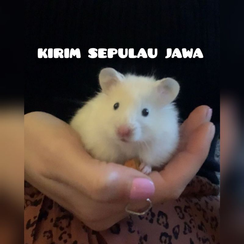 Hamster syrian short hair kirim sepulau jawa