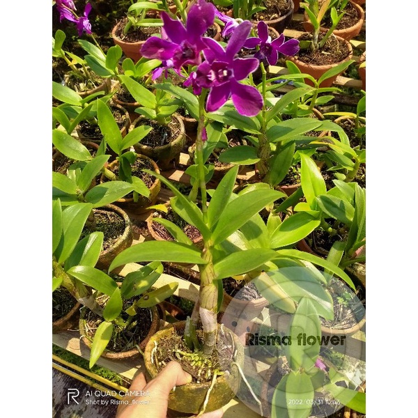 SUDAH BERBUNGA Tanaman hias pohon Anggrek dendrobium ungu purple / Sudah berbunga
