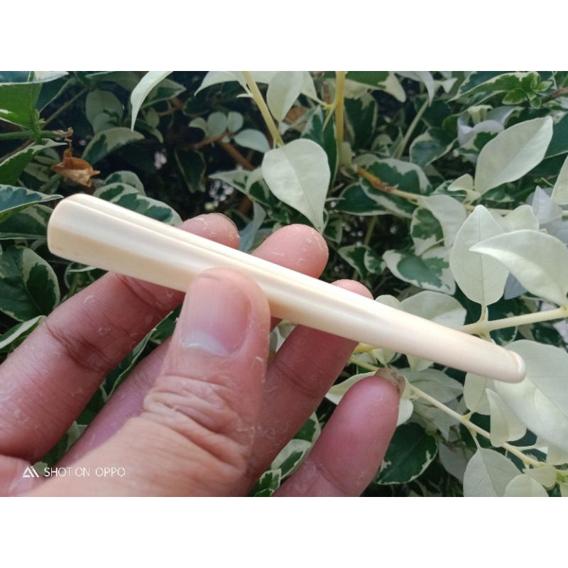 once gading Gajah asli Belimbing Lampung