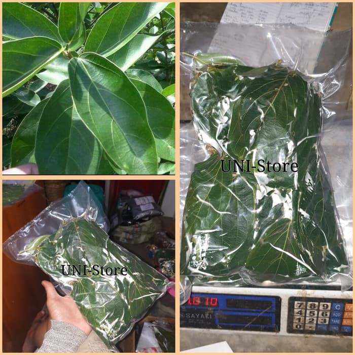 1 kg Daun cincau Hijau Segar / bukan cincau rambat bulu zs