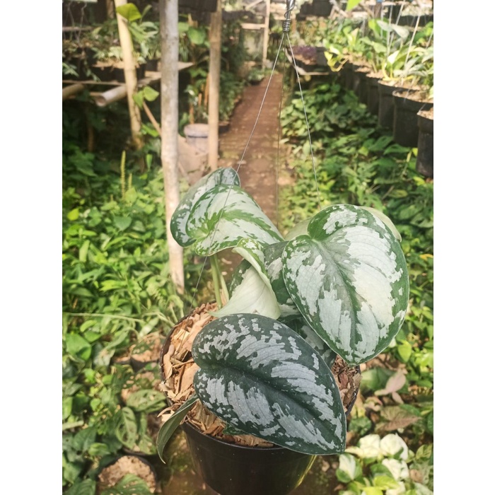 Scindapsus pictus silver