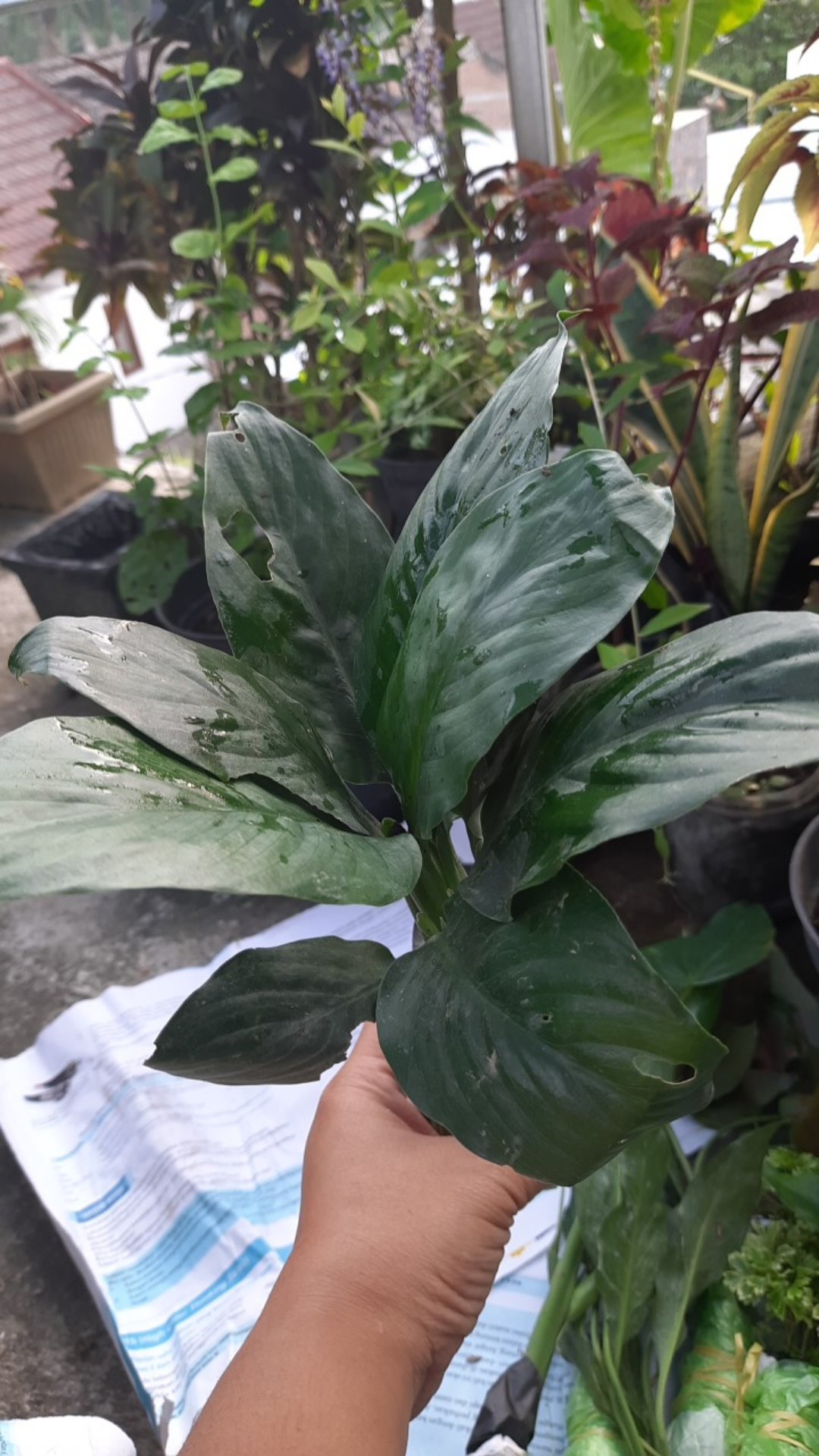 Bibit Tanaman Sepatu Vilum Bangkok Remaja