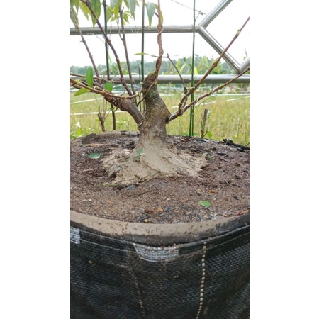 Bonsai mame sianci prospek tahapan ke tiga