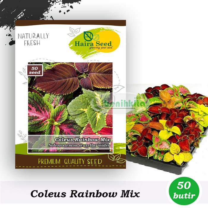 Benih-Bibit Bunga Coleus Rainbow Mix (Haira Seed)